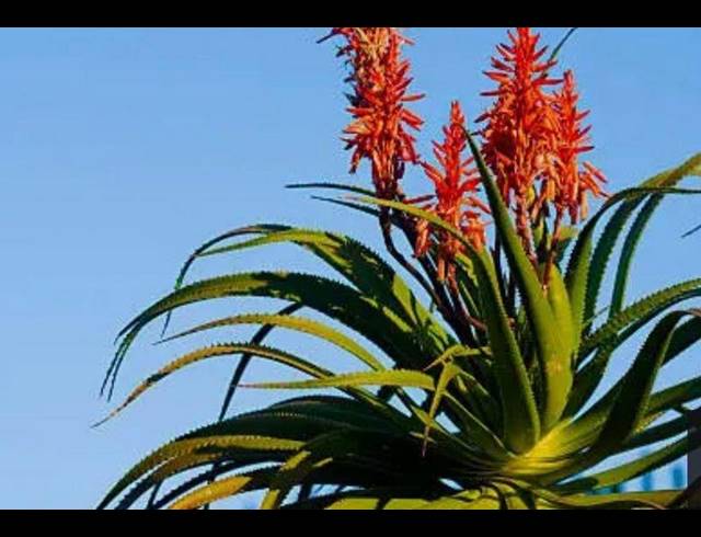 FARM FOR SALE IN AALWYNDAL